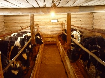 �����������