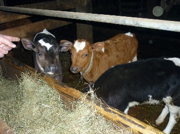 �����������