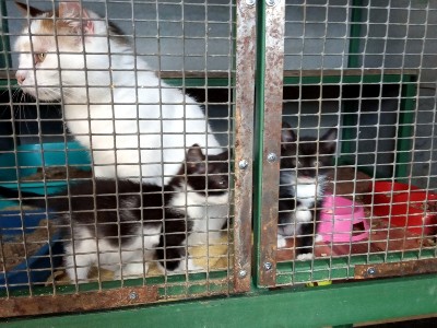 �����������