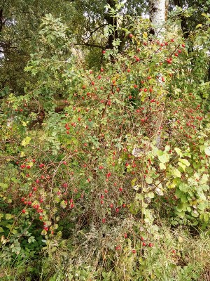 Изображение Изображение