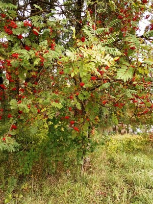 Изображение Изображение